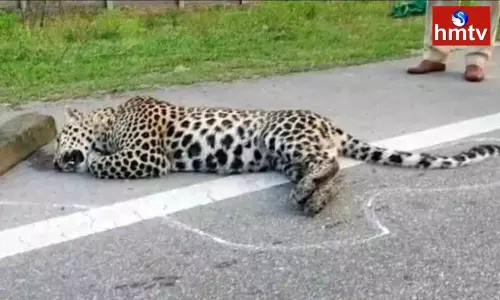 Cheetah Killed in Road Accident in Kamareddy