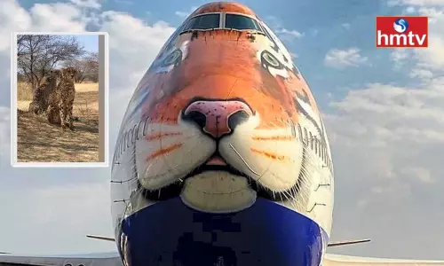 Cheetahs That Will be Brought From Namibia to India