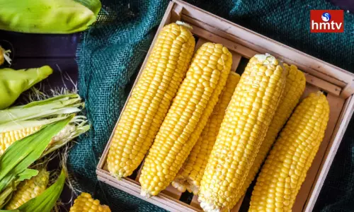 If you eat corn will you gain weight Will you lose weight If you eat corn will you gain weight Will you lose weight