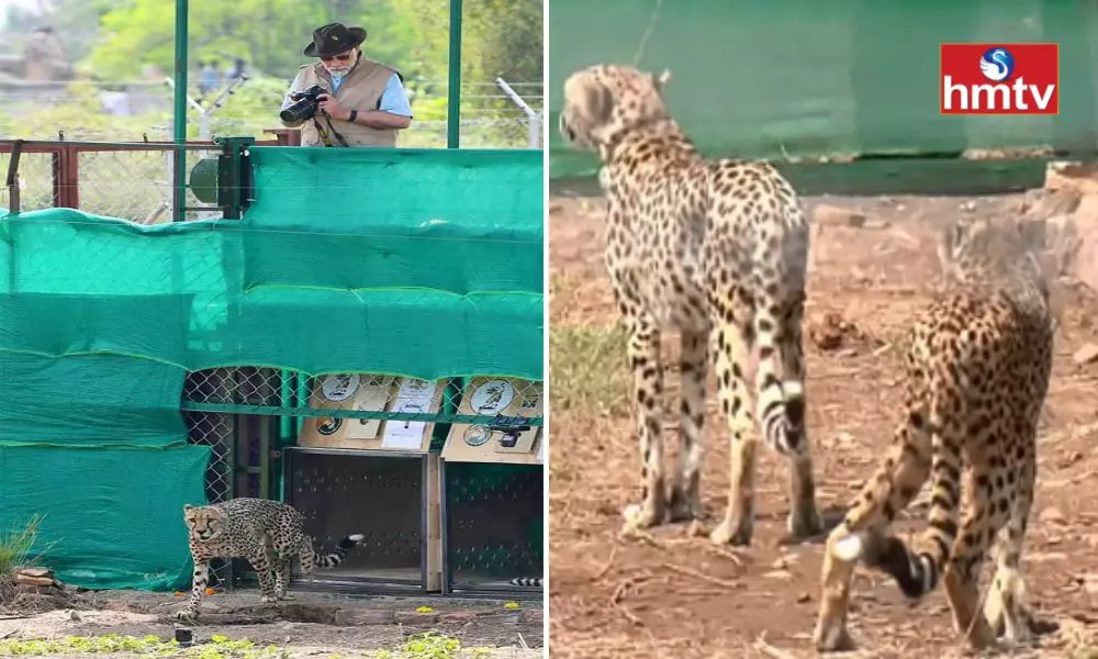 PM Modi Releases Namibian Cheetahs at Madhya Pradesh’s Kuno National Park