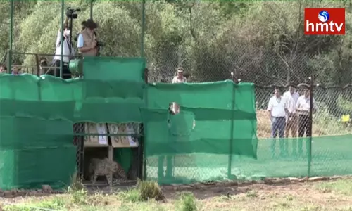 Prime Minister Modi Releases the Cheetahs in Madhya Pradesh Kuno Park Prime Minister Modi Releases the Cheetahs in Madhya Pradesh Kuno Park