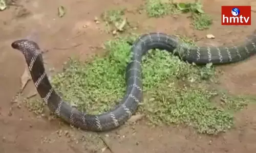 Locals Panic After Seeing A 12 Foot King Cobra Locals Panic After Seeing A 12 Foot King Cobra
