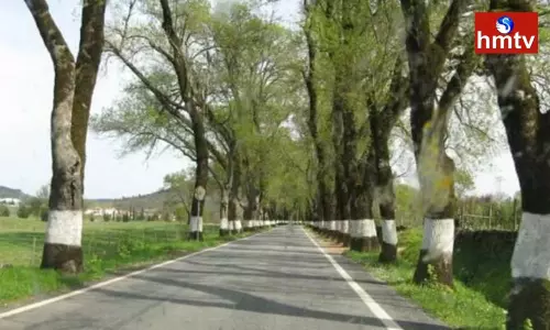 Why do roadside trees get white paint Know the scientific reason behind it Why do roadside trees get white paint Know the scientific reason behind it