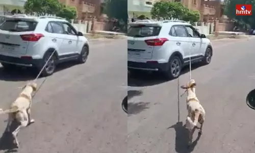 Rajasthan Doctor Held for Cruelty to Animal Rajasthan Doctor Held for Cruelty to Animal