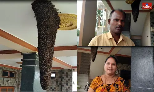 Three and a Half feet Honey Silk  in a House in Mulugu