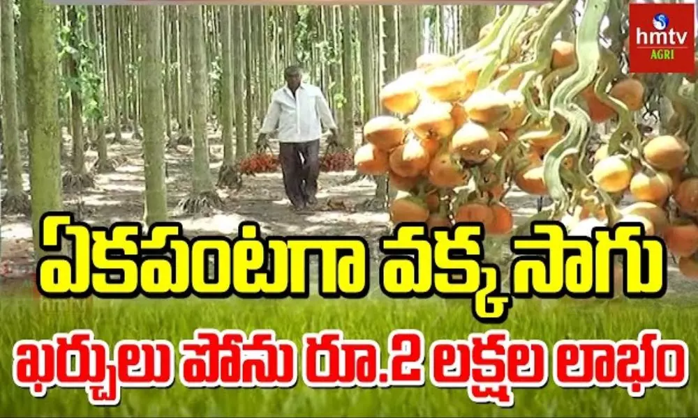 Vakka Sagu Betel Nut Farming Profit in Telugu