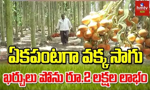 Vakka Sagu Betel Nut Farming Profit in Telugu Vakka Sagu Betel Nut Farming Profit in Telugu