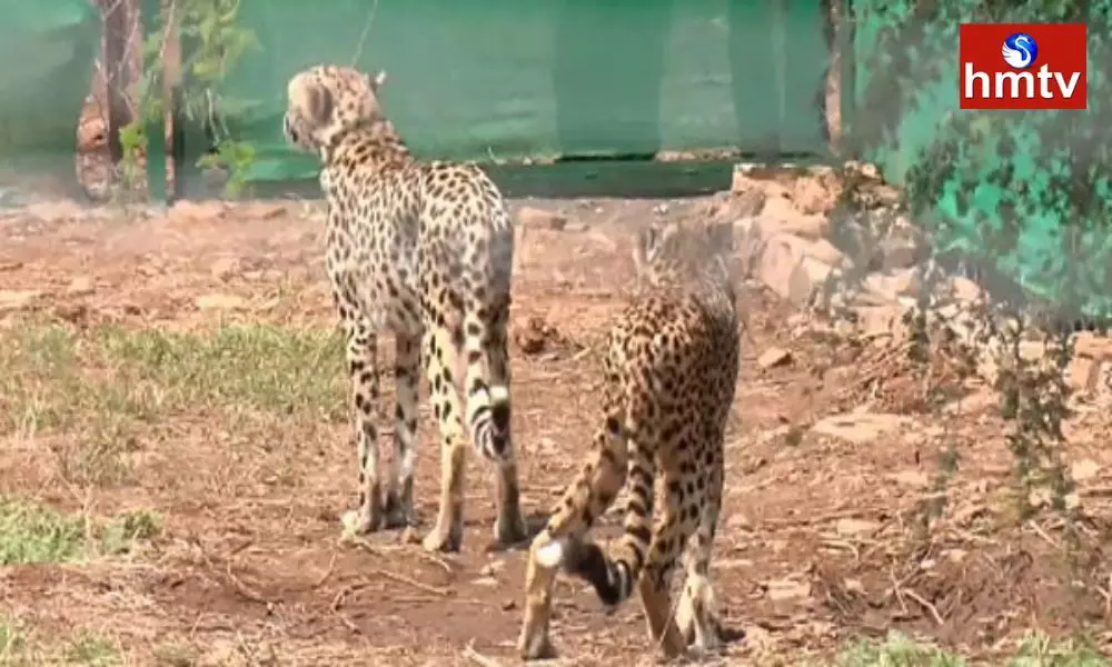 8 Cheetahs In Kuno National Park