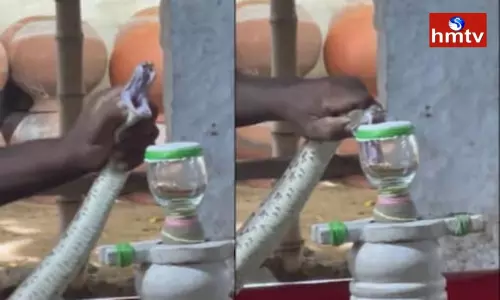 Irula Tribe’s Method of Extracting Snake Venom Will Surprise You