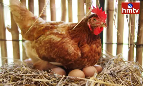 How many eggs does a hen lay in her lifetime