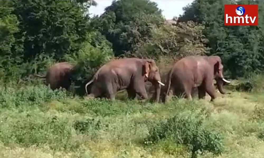 Elephants Hulchul In Parvathipuram Manyam District