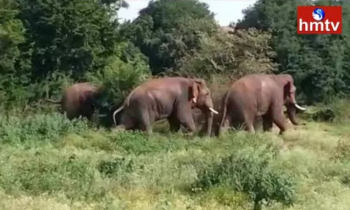 Elephants Hulchul In Parvathipuram Manyam District