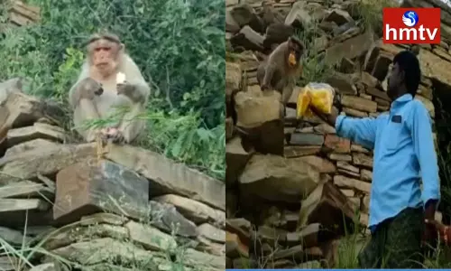 A Monkey Stuck on an Island Surrounded By Water A Monkey Stuck on an Island Surrounded By Water