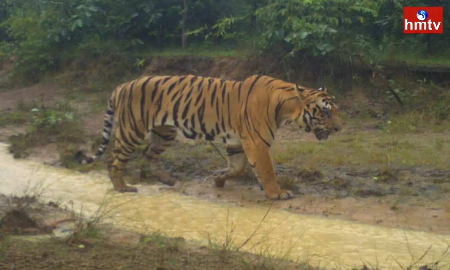 Tiger in Siddipet District | Telangana News