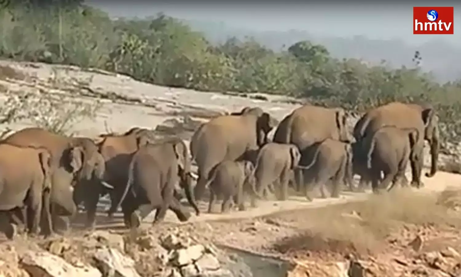 Elephants Destroying Crop Fields in Chittoor