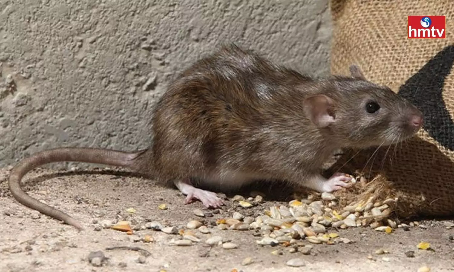 Do you Have a Problem With Rats at Home Follow These Tips Once
