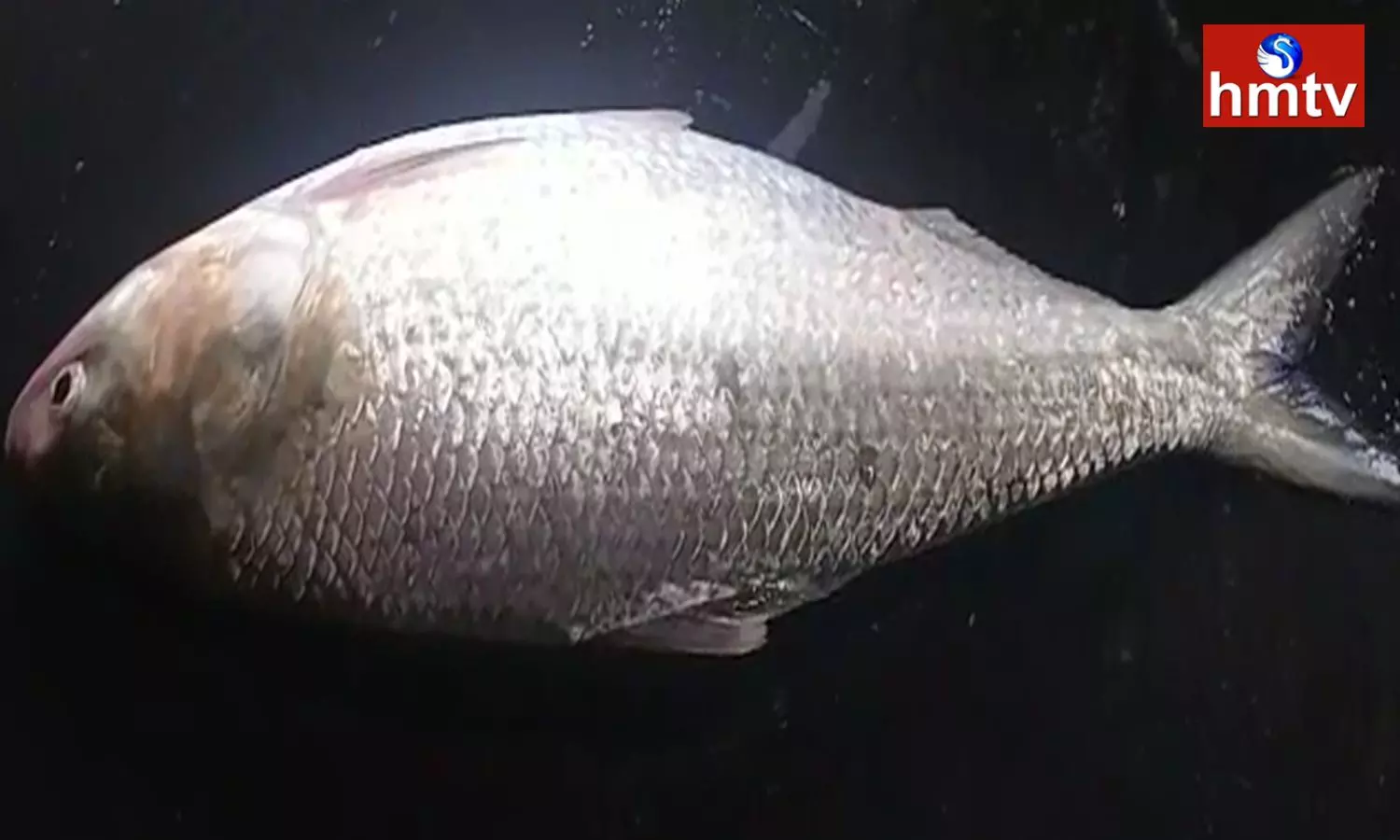 Pulasa Fish Sold For Rs 22000 High Cost In Konaseema District Andhra Pradesh