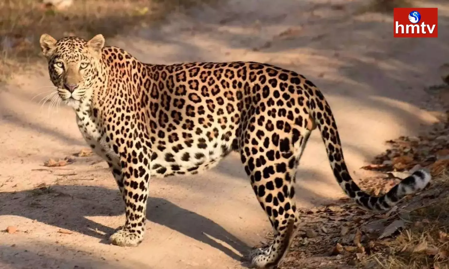 Leopard Roaming In Kamareddy District