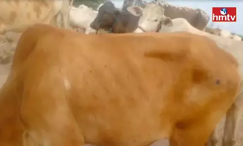 Lumpy Skin Disease in Cows Found in Nizamabad District