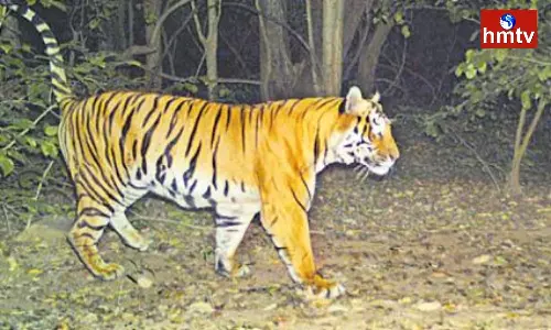 Tiger Roaming in Amrabad forest of Mahabubnagar District