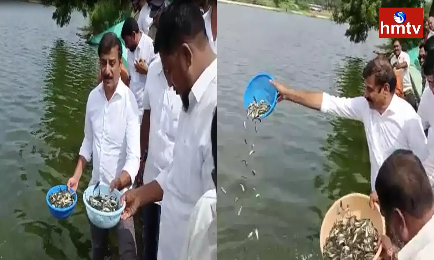 MP Kotha Prabhakar Reddy Releases Fishes In Pond Sadashivpet