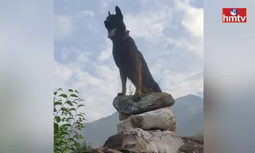 Army dog Zoom Attacked Terrorists & Received 2 Gunshot Injuries Army dog Zoom Attacked Terrorists & Received 2 Gunshot Injuries