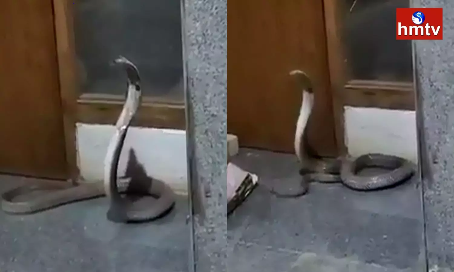 Snake Hulchul In Collector Office Wanaparthy