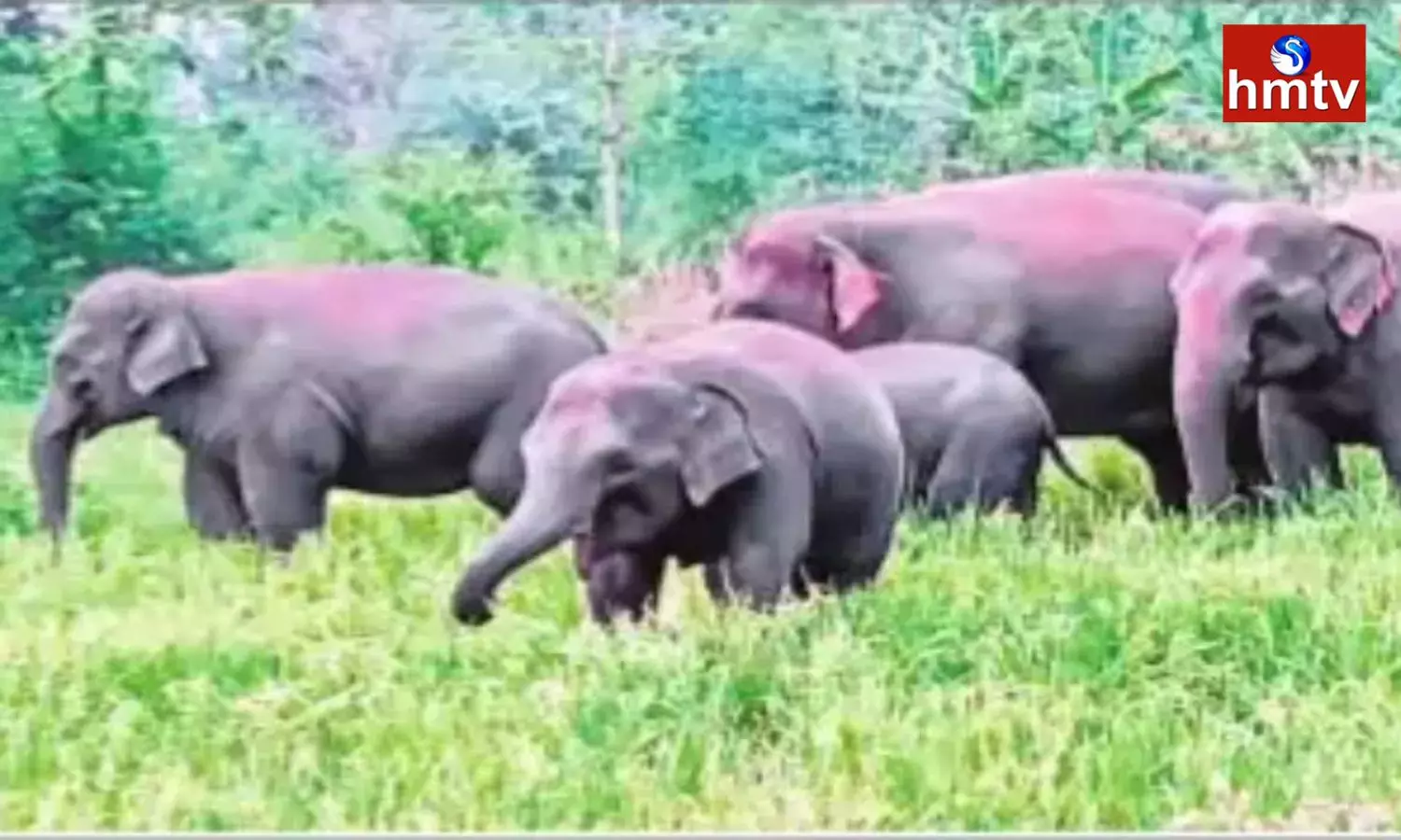 Elephants Hulchul In Parvathipuram Manyam District