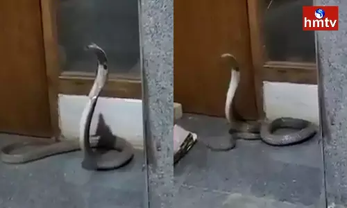 Snake Hulchul In Collector Office Wanaparthy Snake Hulchul In Collector Office Wanaparthy