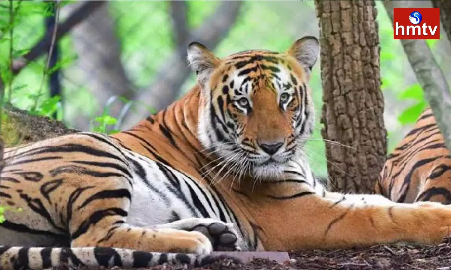 Tiger Suffering From Bone Cancer in Udaipur Sajjangarh Zoological Park