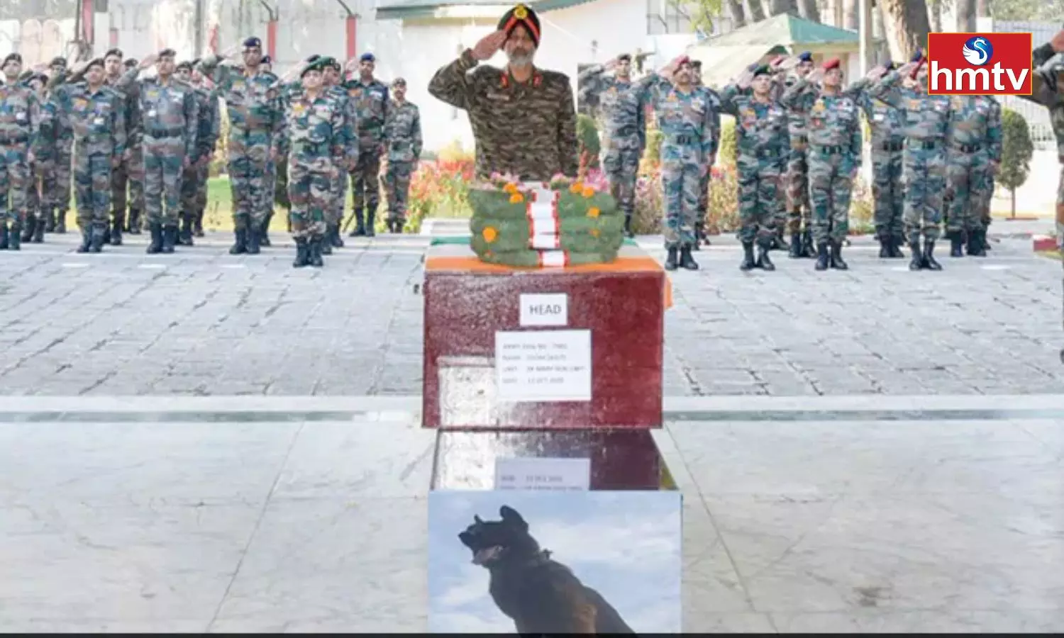 Military Dog Zoom Died Fighting Terrorists Military Dog Zoom Died Fighting Terrorists