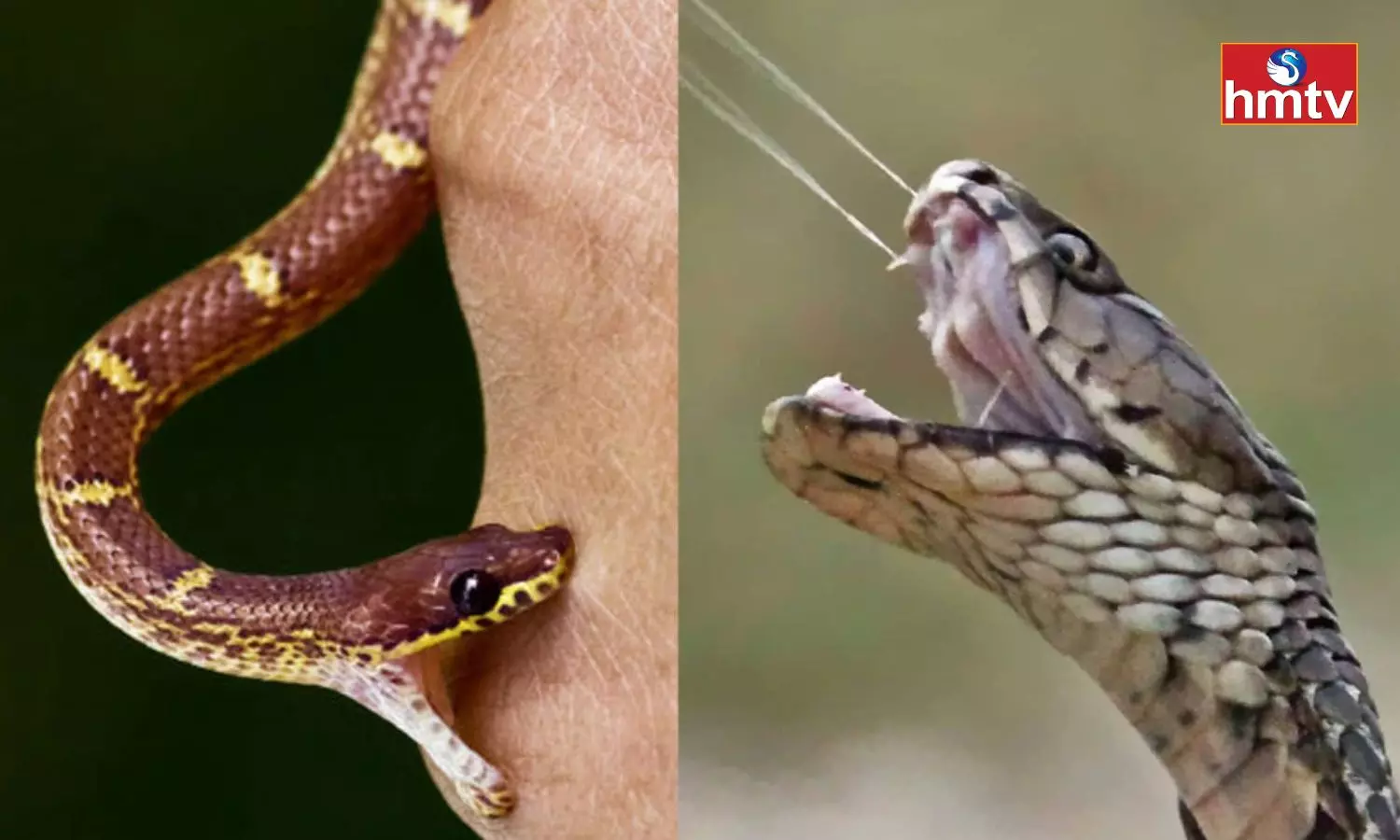 What to do When Bitten by a Snake What not to do