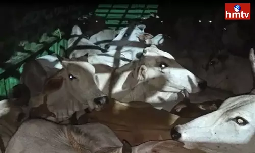 Container of Cows Being Transported illegally in Anakapalle