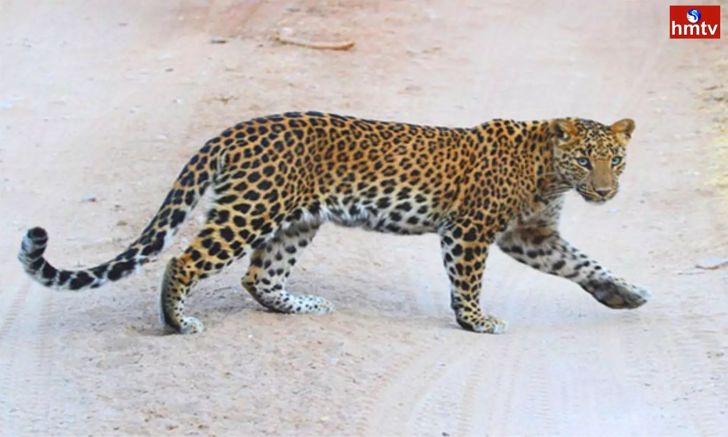 A Leopard Attacked a Herd of Goats in Dodagatta