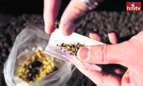 How long does cannabis intoxication stay in the body shocking facts in the research How long does cannabis intoxication stay in the body shocking facts in the research