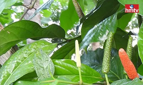 If the Pipli Plants are Planted Once the Harvest Will Continue for Five Consecutive Years If the Pipli Plants are Planted Once the Harvest Will Continue for Five Consecutive Years