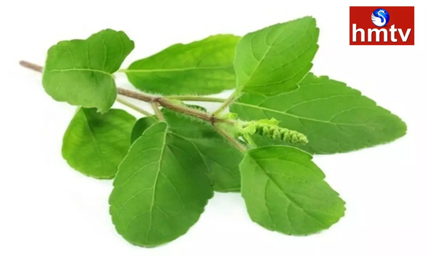 Chew four tulsi leaves daily on an empty stomach these diseases including diabetes will go away