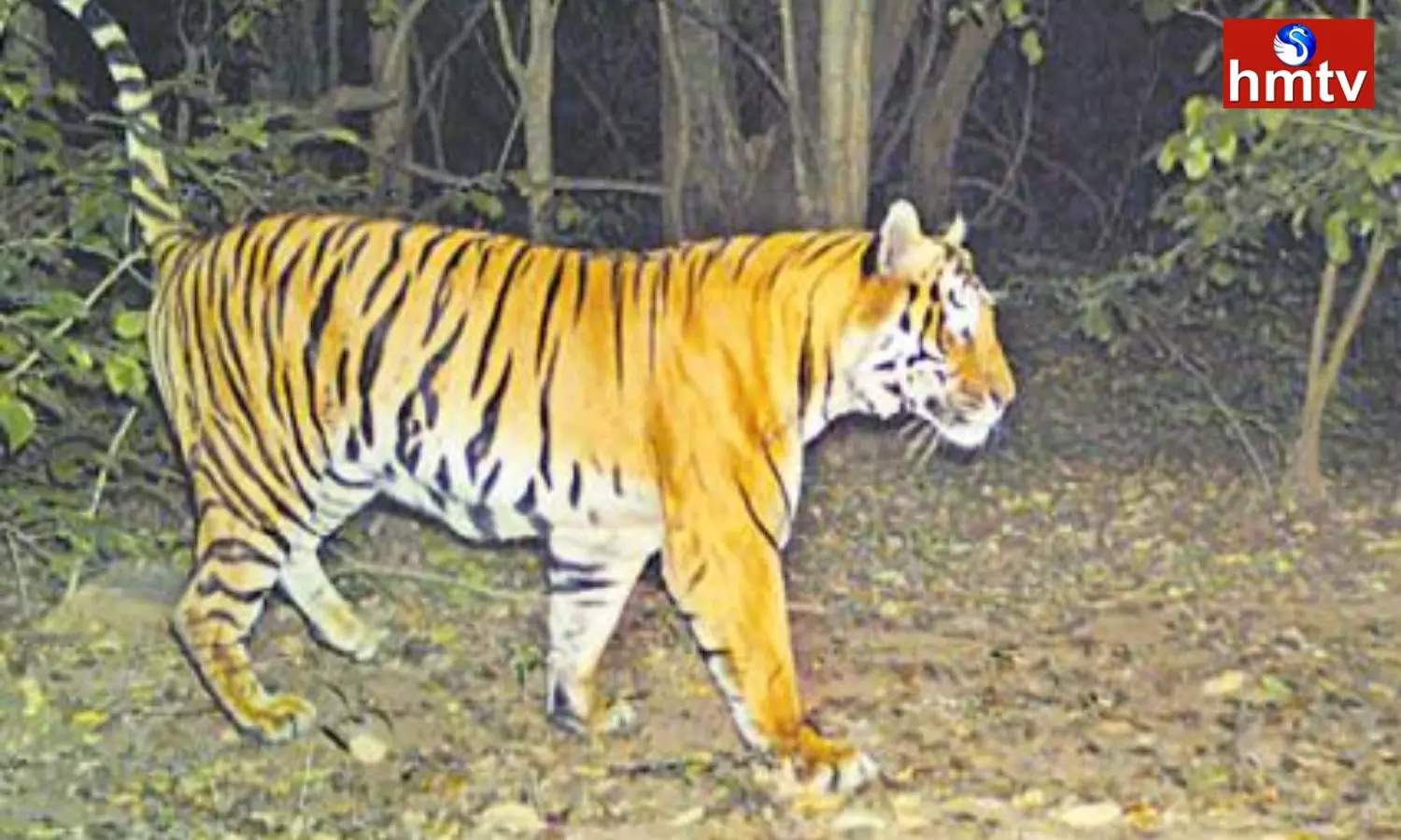 Bengal Tiger Attack On The Calf In Anakapalle District