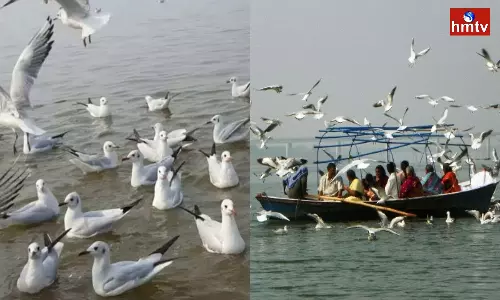 Migratory Siberian Birds Arrive at Prayagraj in Uttar Pradesh | Telugu News