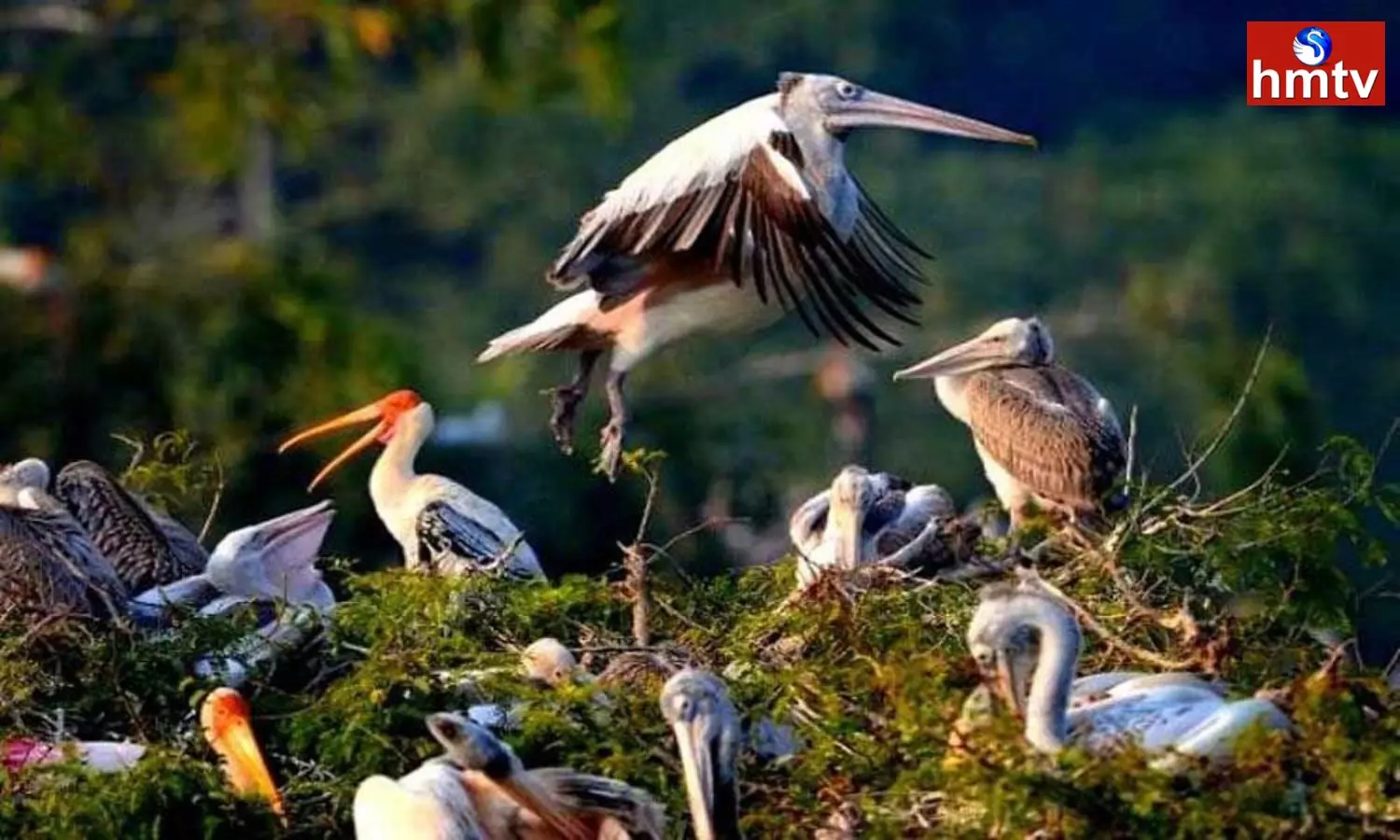 alluri sitharama raju district is buzzing with the arrival of siberian birds