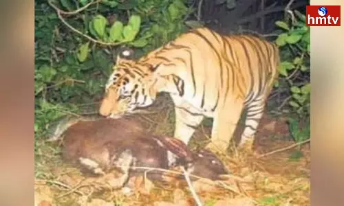 Bengal Tiger Tension In Anakapalle District Bengal Tiger Tension In Anakapalle District
