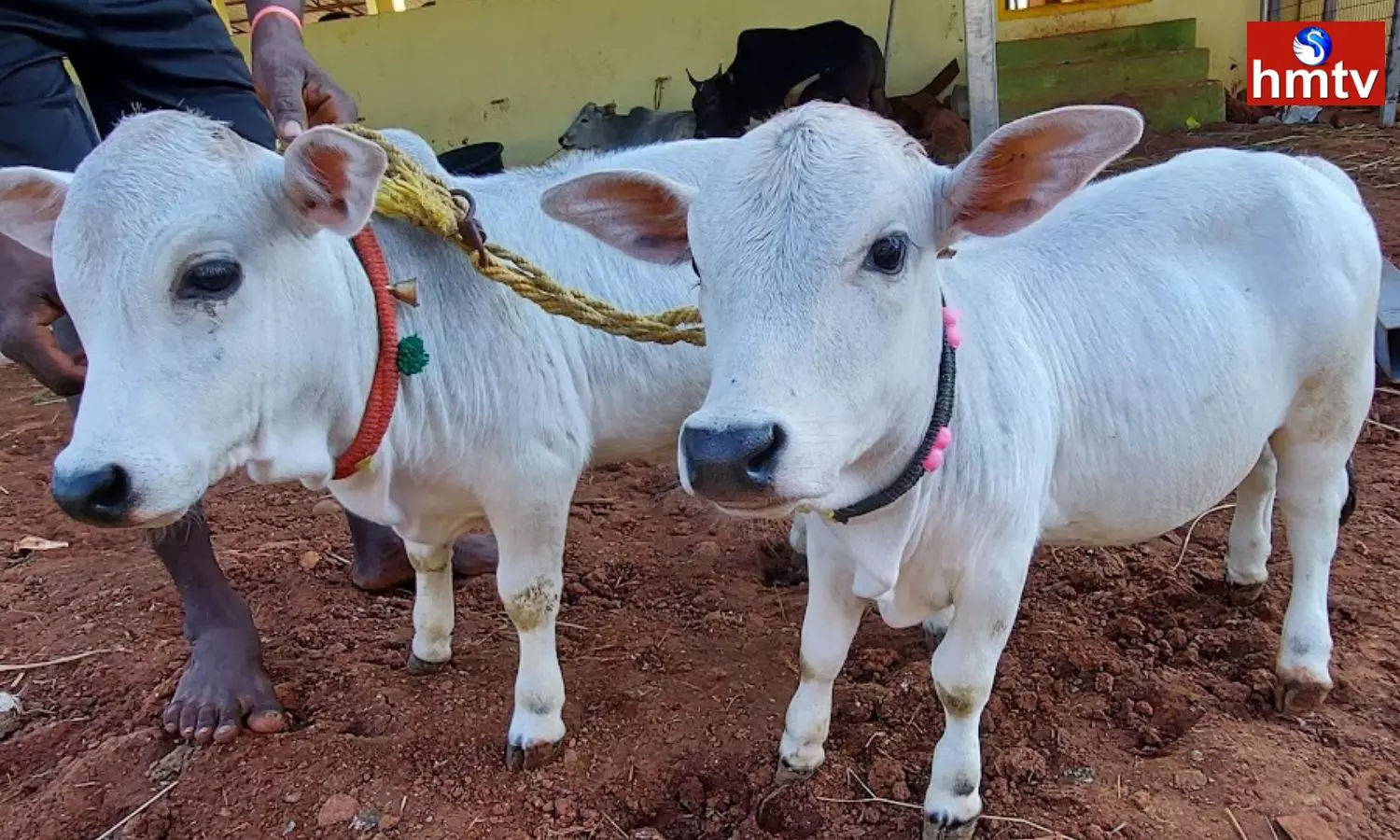 Krishna Raju is rearing 150 Small cows in the Kakinada district