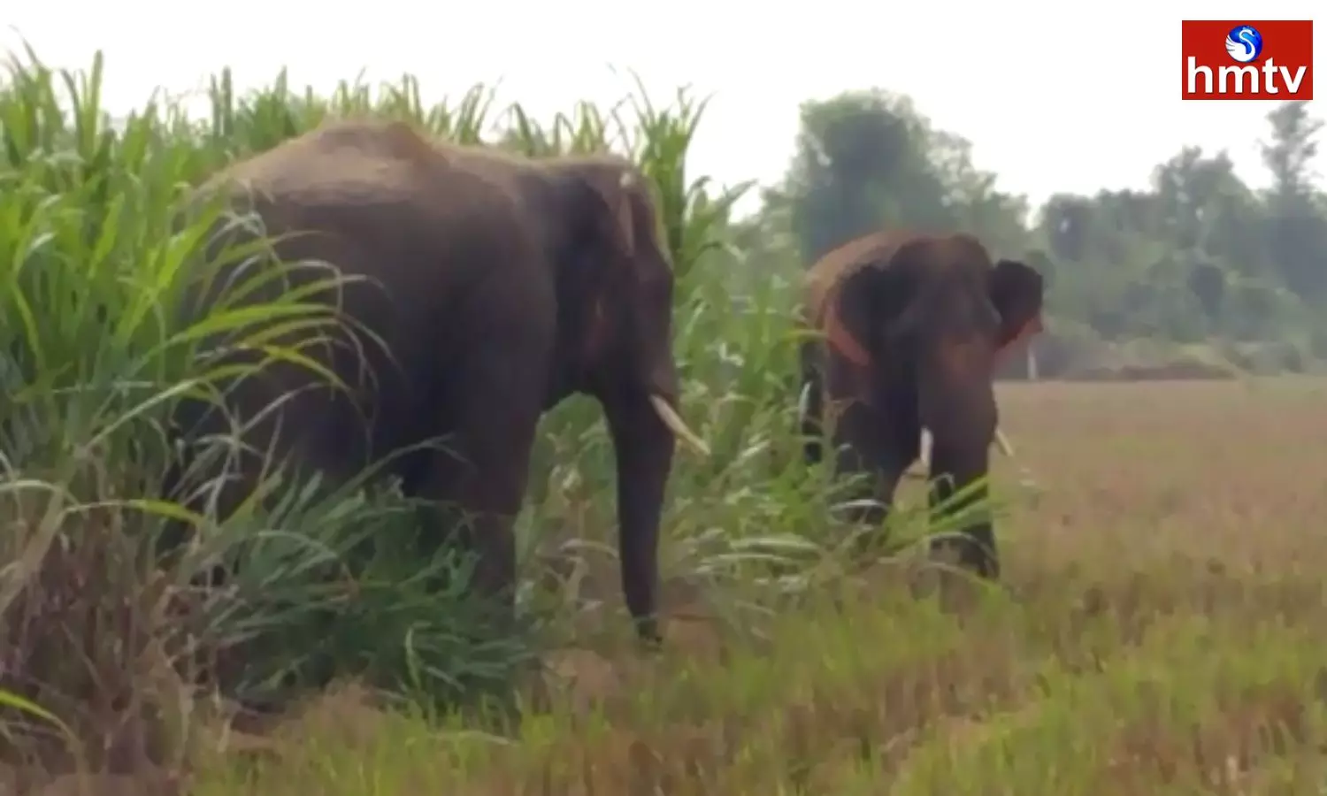 elephants attacking farmers