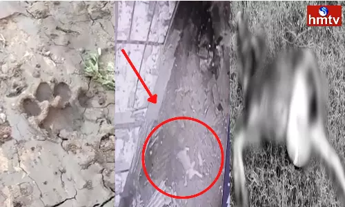 Leopard migration in Rayaparthi mandal of Warangal district