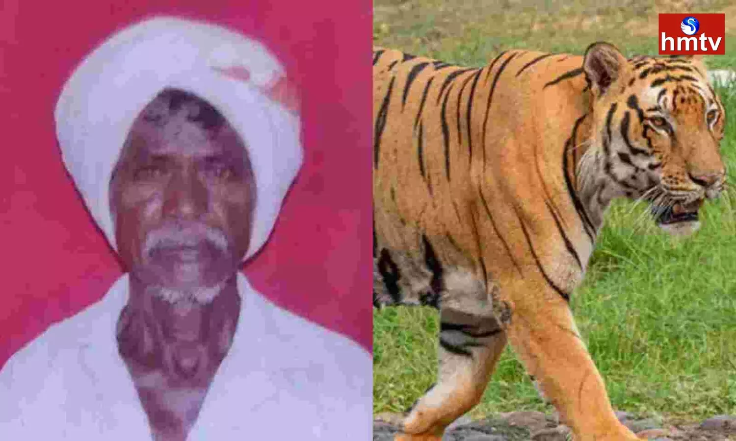 Tiger attack at tribals in Komaram Bheem district