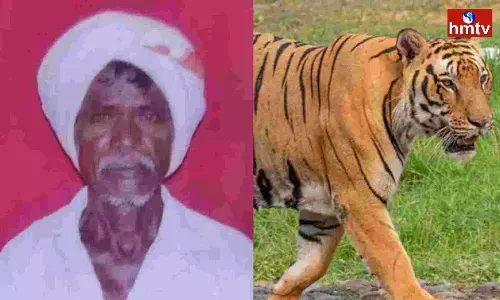 Tiger attack at tribals in Komaram Bheem district Tiger attack at tribals in Komaram Bheem district