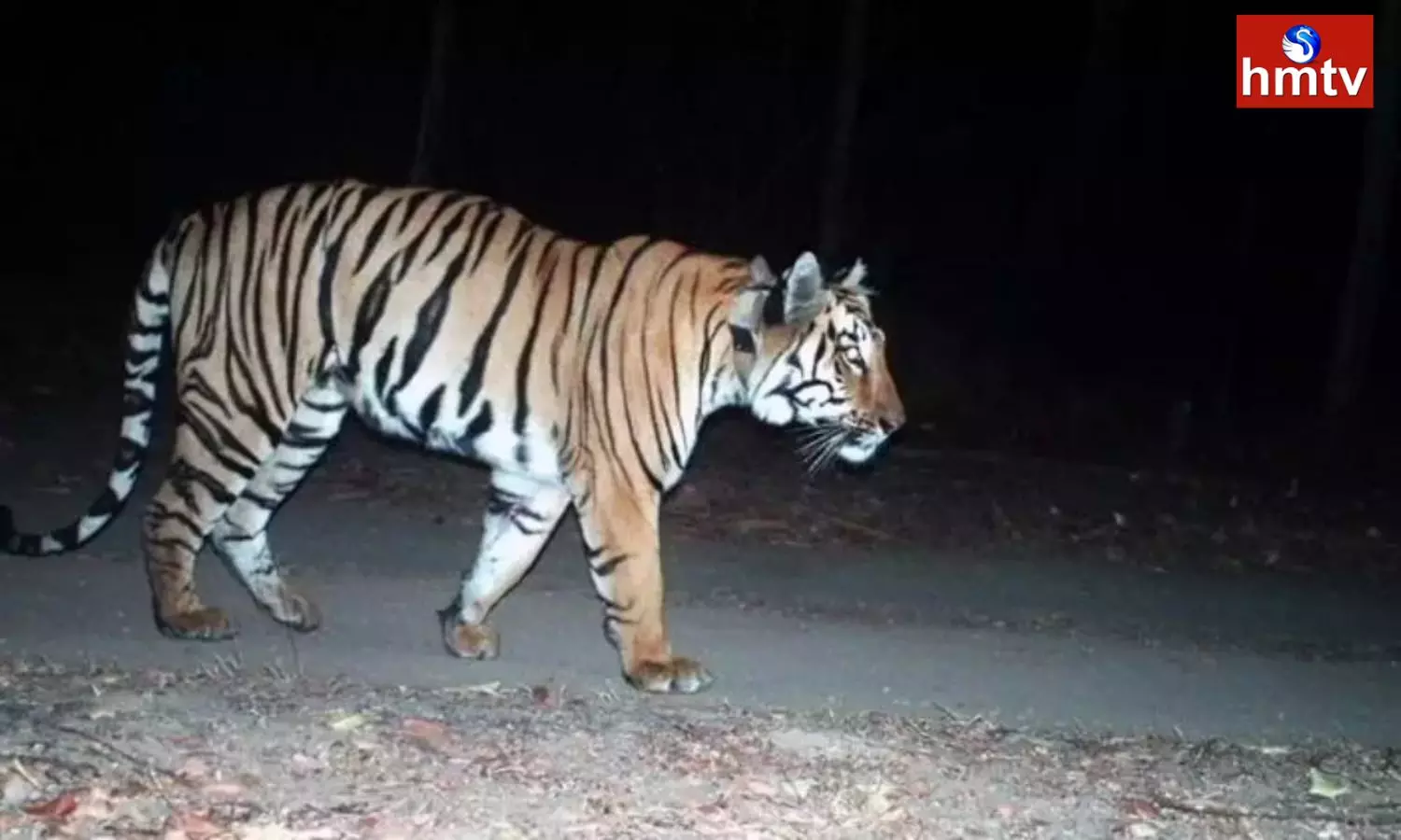 Tiger Hulchul in Adilabad