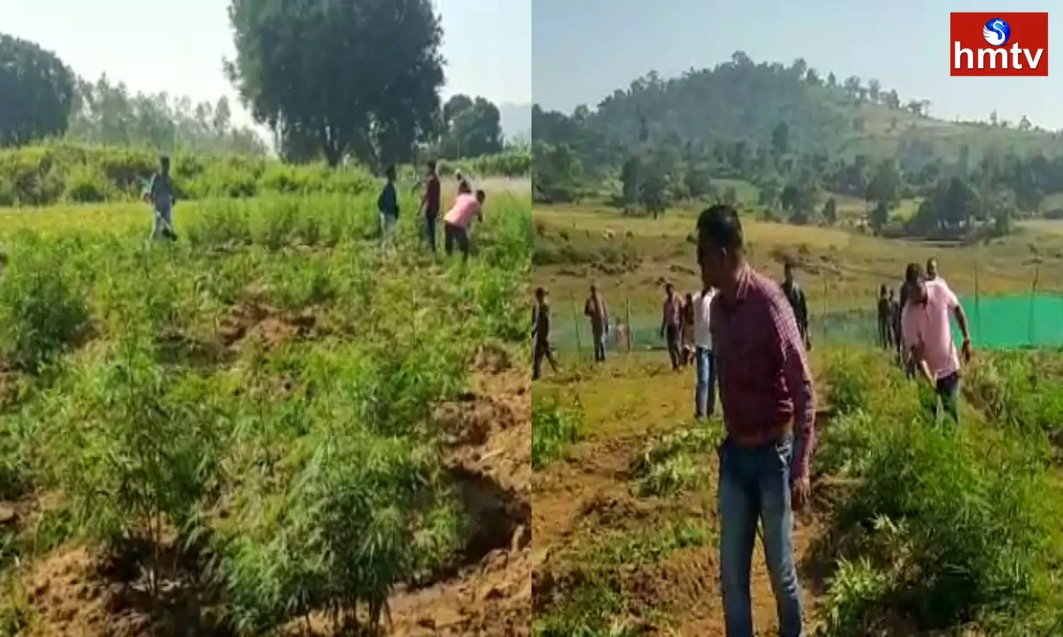 Cannabis Plantation Destroyed In Andhra-Odisha border