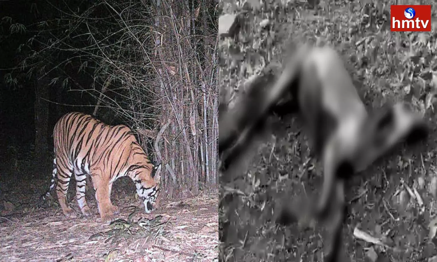 movements of tigers in adilabad district residents of the district are panicking