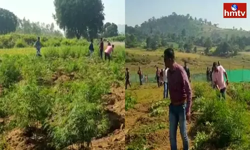 Cannabis Plantation Destroyed In Andhra-Odisha border